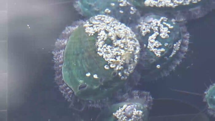 まもなく「稚貝」として販売可能になったアワビ