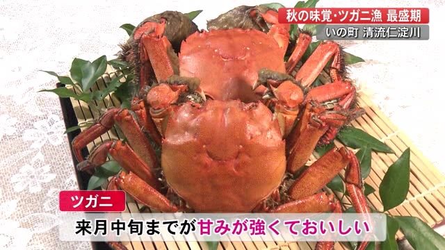 仁淀川で“ツガニ”大漁!珍客に漁師も笑顔【高知】
