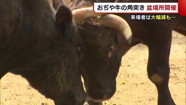 “おぢや牛の角突き” お盆場所開催! 来場者数減少も迫力ある取組は変わらず【新潟】