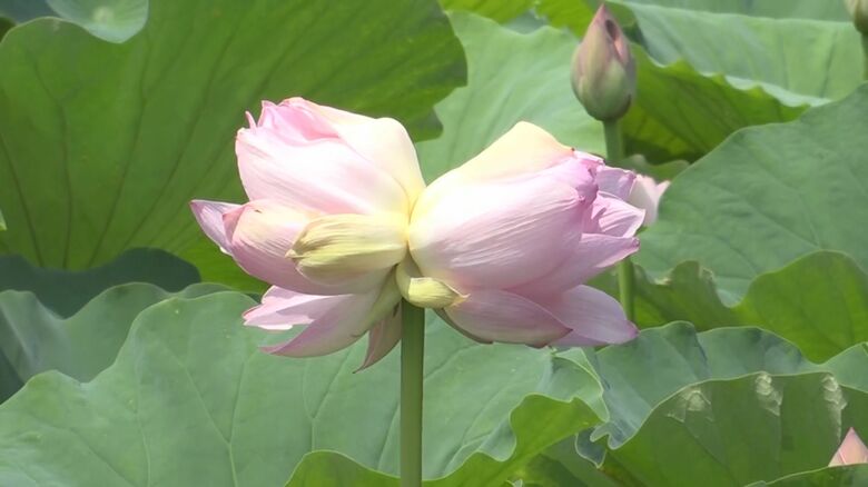 見つけたらかなりラッキー！？珍しいハス“双頭蓮”開花！1つの茎から2輪の花を咲かせるハスに「幸せな気持ちになった」新潟・上越市｜FNNプライムオンライン