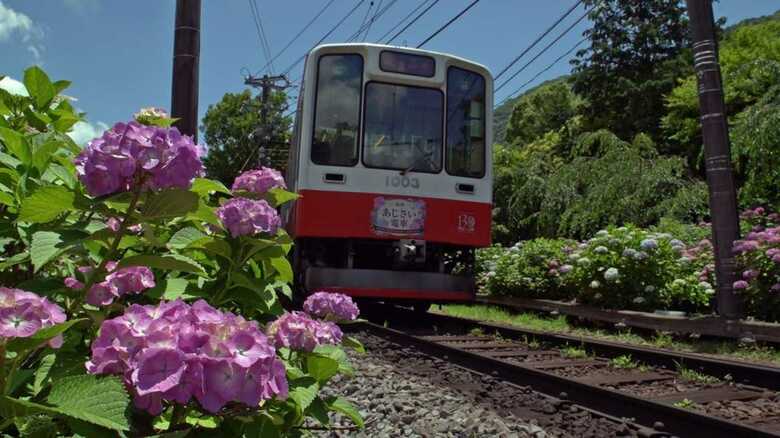 一万株の紫陽花が乗客の目を楽しませる「あじさい電車」