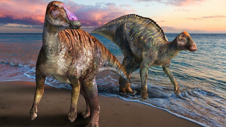淡路島で見つかった恐竜の化石が新種「ヤマトサウルス」と判明…17年前に発見なぜ今?  研究者に聞いた｜FNNプライムオンライン