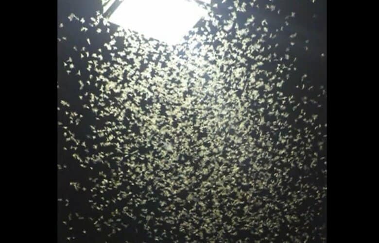 真夏に「雪」が降った？仙台の夜を覆った“白い群れ”の正体は「カゲロウ」道路が真っ白・スリップ事故やアレルギーの危険性があるも「大量発生の原因は不明」｜FNNプライムオンライン