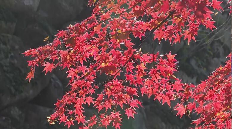 古城の石垣に映える赤や黄色　懐古園で紅葉が見頃に　24日まで「紅葉まつり」で夜はライトアップも｜FNNプライムオンライン