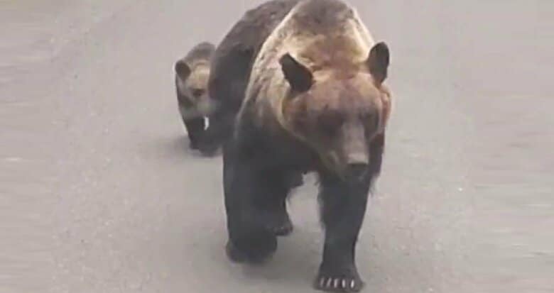 【羅臼岳のヒグマ死亡事故】現場は夏季にヒグマがエサとなる“アリ”を求めて出没を繰り返す場所だった…現地捜索時にも多量のアリを確認_襲った親子グマは今年だけで30件以上の目撃情報〈北海道斜里町〉｜FNNプライムオンライン