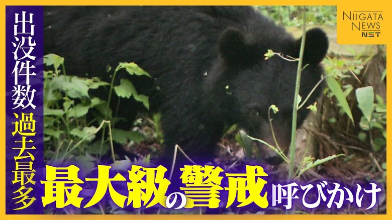 「クマをなぜ殺す」「山に帰せたのでは」“出没件数”過去最多の新潟　“最大級の警戒”呼びかけも駆除後に問い合わせや批判の電話｜FNNプライムオンライン