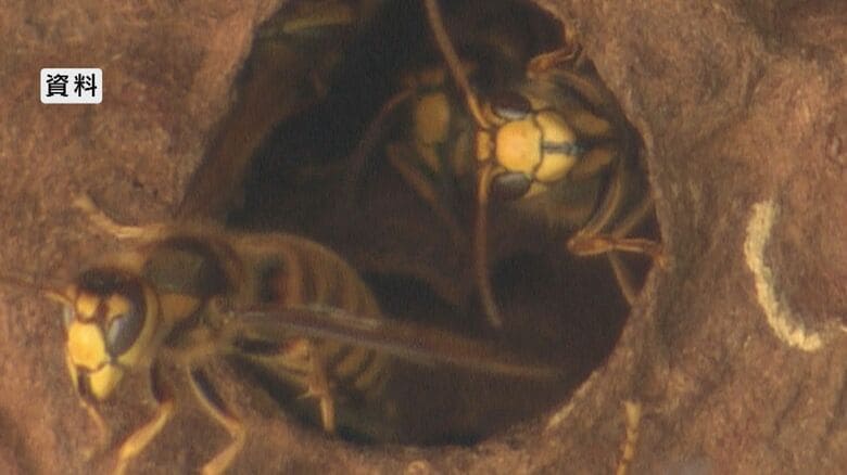 「ハチに刺された」観光客など11人がスズメバチに刺される　親子含む4人が病院に搬送　戸隠神社奥社の参道　近くにキイロスズメバチの巣を確認　長野市｜FNNプライムオンライン