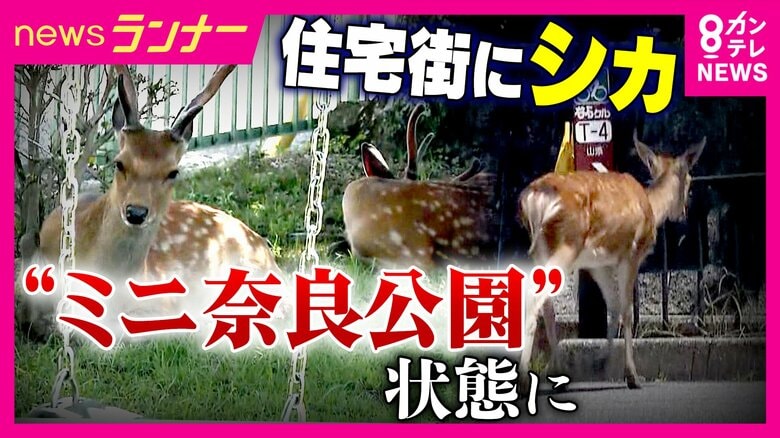 奈良公園のシカが“奈良公園外”にすみつき…『ミニ奈良公園』状態に 閑静な住宅街に多数のシカ 『食害・フン・通行妨害』住民も頭抱える|FNNプライムオンライン