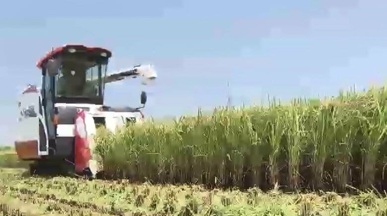 福岡県産の新米まもなく店頭に 「5キロ3500円位で落ち着いてくれると」　早場米の稲刈り始まる　大雨の影響あるも「去年並みにいい出来」｜FNNプライムオンライン