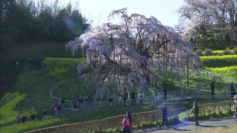 三春滝桜 訪れた人を魅了する佇まい　推定樹齢1000年超のシダレザクラ《ふくしま桜紀行2025》　｜FNNプライムオンライン