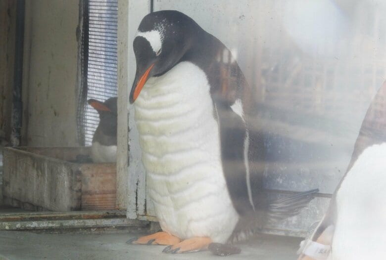 “腹筋バキバキ”のペンギンが話題…羽毛の中もマッチョなのか水族館に聞いてみた｜FNNプライムオンライン