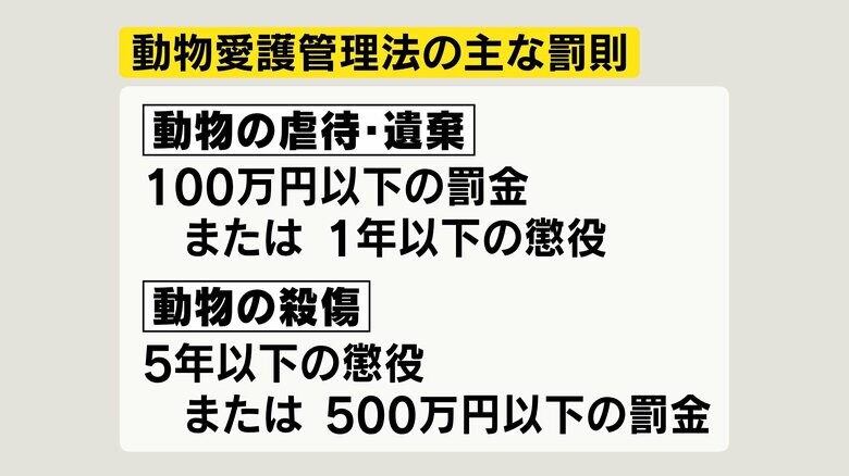 動物愛護管理法の主な罰則