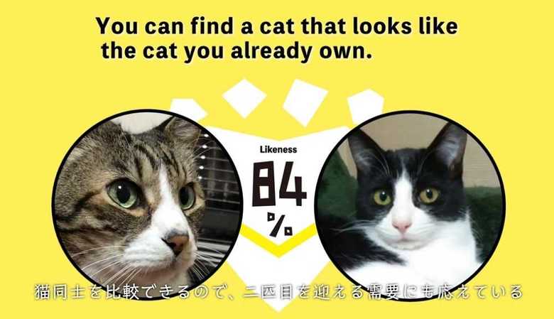 猫同士のマッチングにも使える