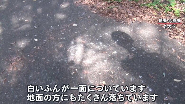 公園の遊歩道はふんだらけ