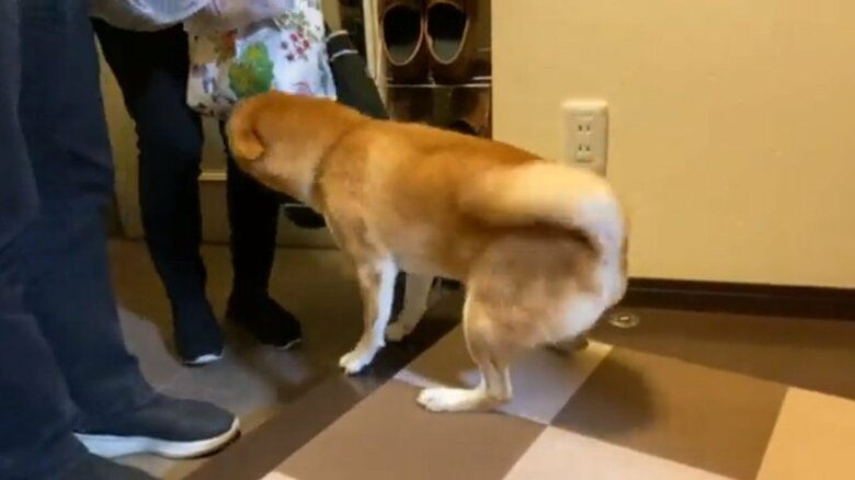 毎回しっぽを振って喜ぶ
