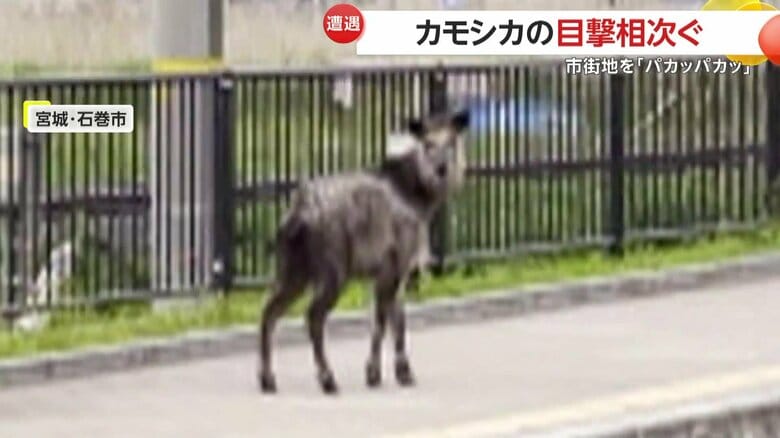 突然ピタリと止まり、カメラの方をくるっと振り返ってチラッと見てきたカモシカ