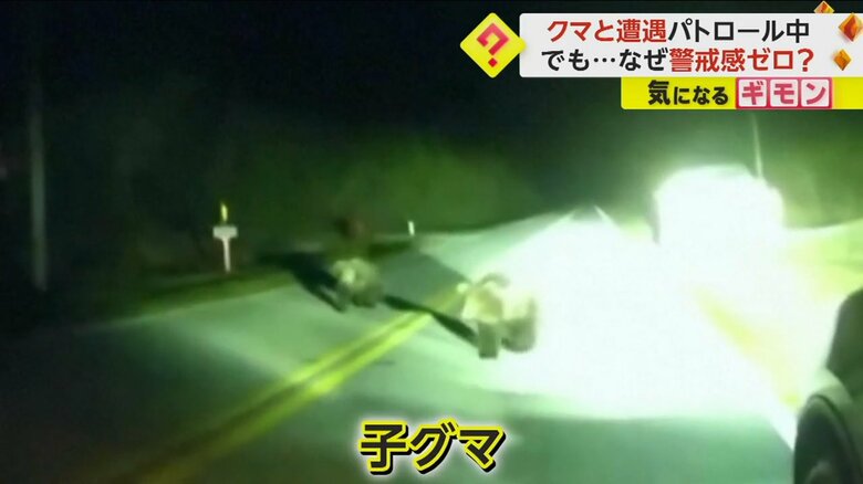 明かりに照らされた子グマ2頭が歩いてくる様子