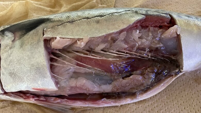 ブラックライトをあてる前　提供：宮崎大学医学部感染症学講座寄生虫学分野