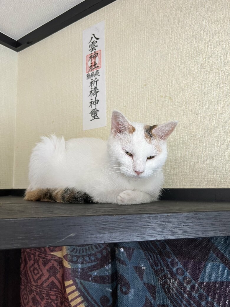 コンちゃん