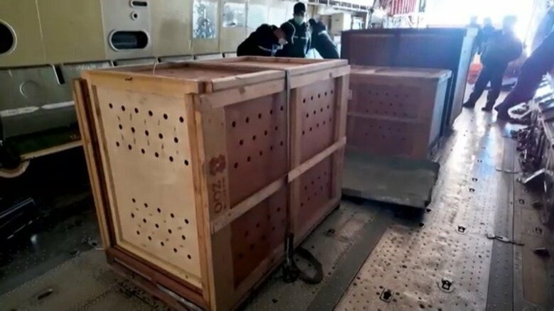 ロシアから北朝鮮に動物が贈られる様子