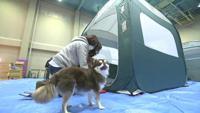 福島県のペット同伴避難所は1カ所に留まる