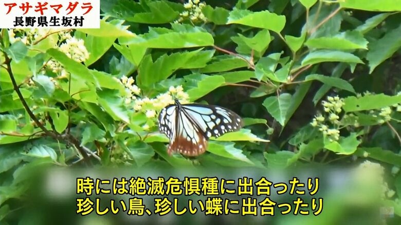 アサギマダラ