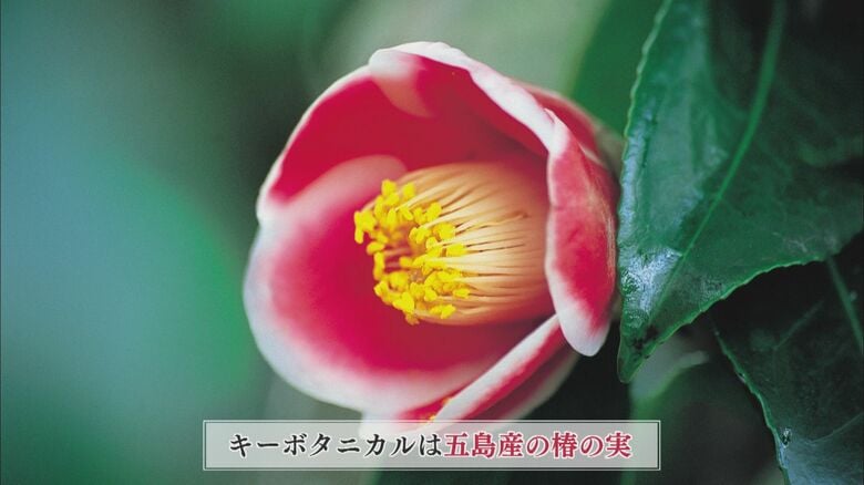 五島には椿が多く自生している