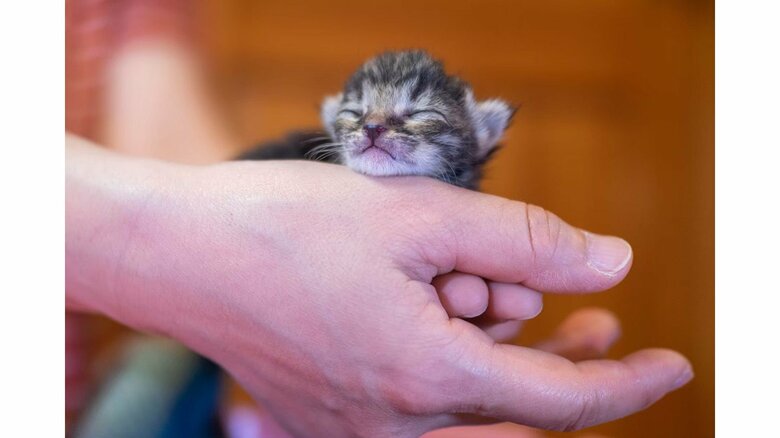 保護した子猫