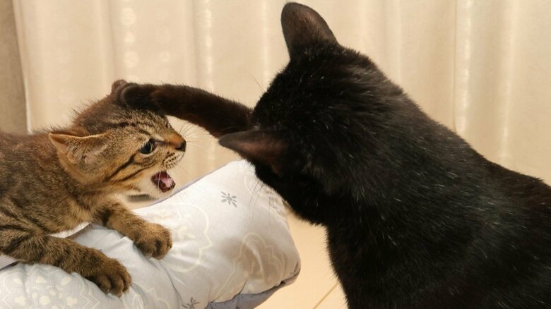 2カ月は部屋を別々に。その後は、猫同士の距離が縮まっていくのを見守ろう（画像はイメージ）