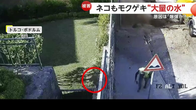 塀の上を走って水から逃げるネコ（IHA）