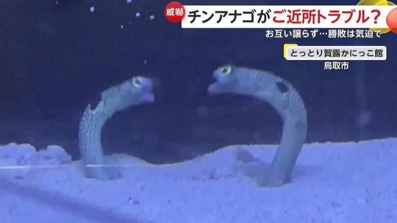 目が合ってしまったのか再びけんかが勃発する2匹のチンアナゴ