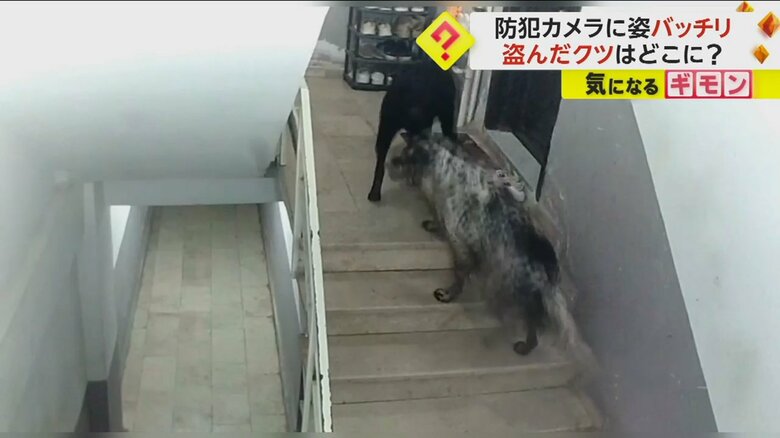 2匹の犬がクツを盗んでいく様子③