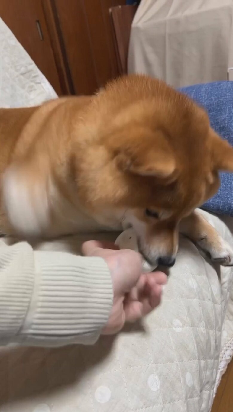 きなこちゃんは前足ですぐに反応