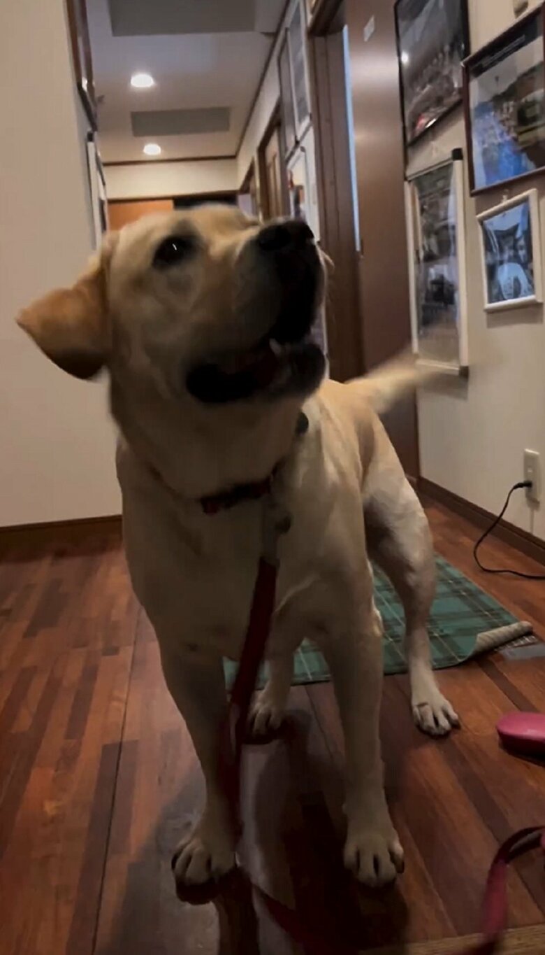 散歩が待ちきれない　尻尾ブンブン