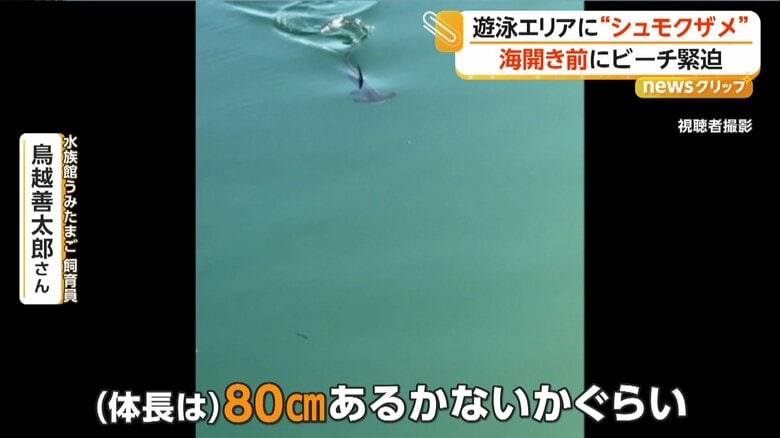 水族館うみたまごの飼育員・鳥越善太郎さんは「（体長は）80cmあるかないかぐらい」と話している