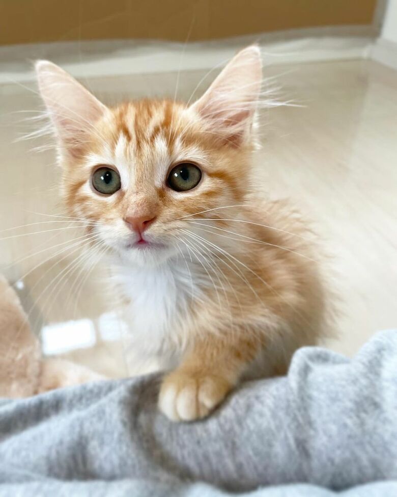 マッピーちゃん（提供：oimo & yuzukiさん）