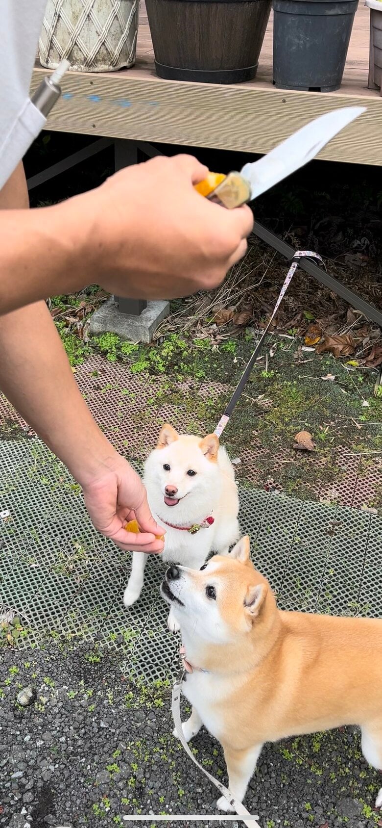 おやつ