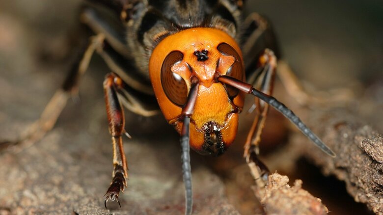 オオスズメバチは顎の力が強いという（画像はイメージ）