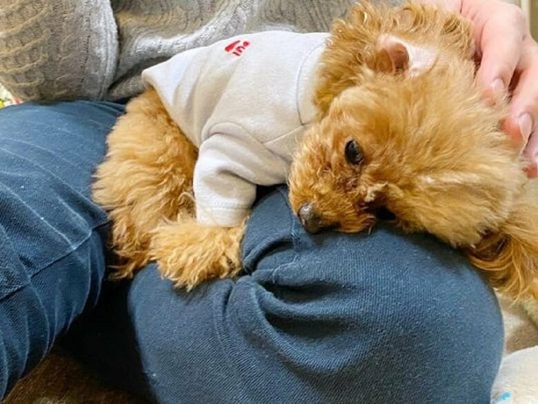 パパさんの膝上でだらーん