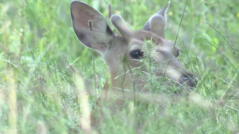敷地内でくつろぐシカ
