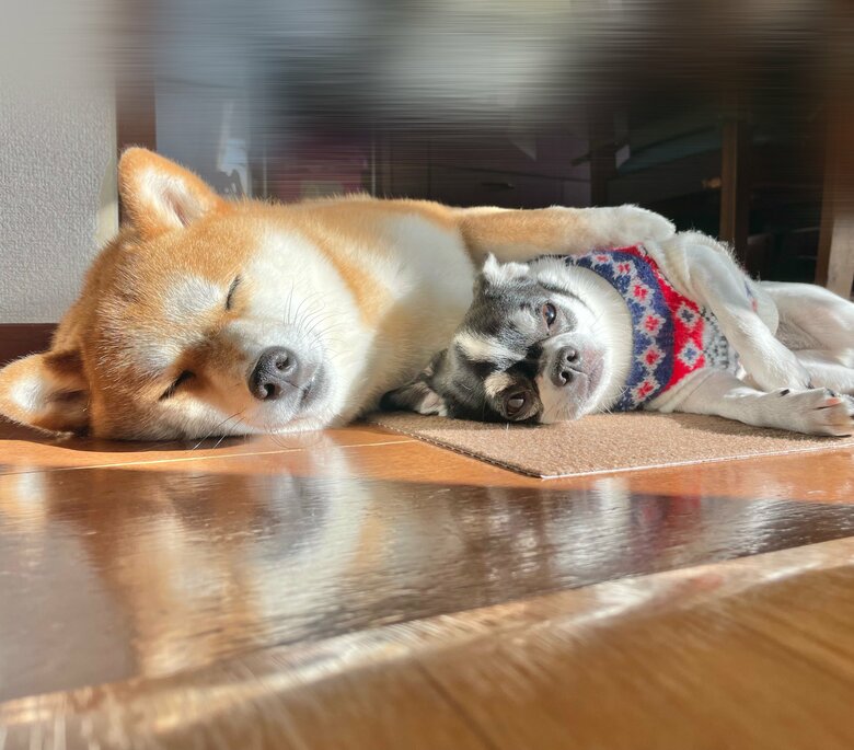 日向ぼっこ（提供：うにさん）