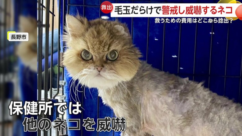 強い警戒心を見せていた雷くん（映像提供：長野市動物愛護センター）