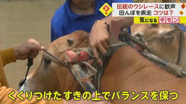 田んぼを耕す“すき”をくくりつけられている牛