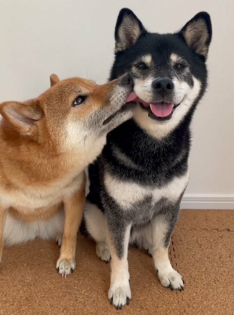 りなちゃんはみくちゃんの口をしょっちゅうペロペロするんだそう