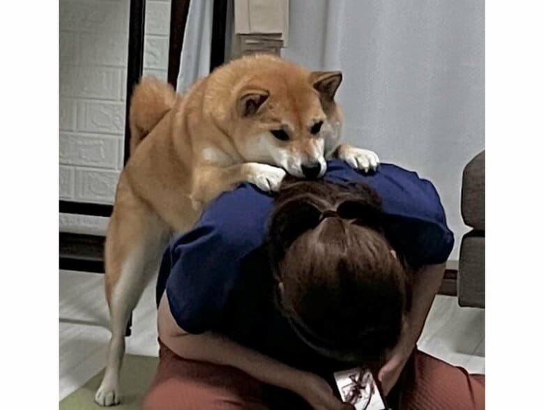 娘さんのヘアゴムに夢中（提供：柴犬ふう太さん）