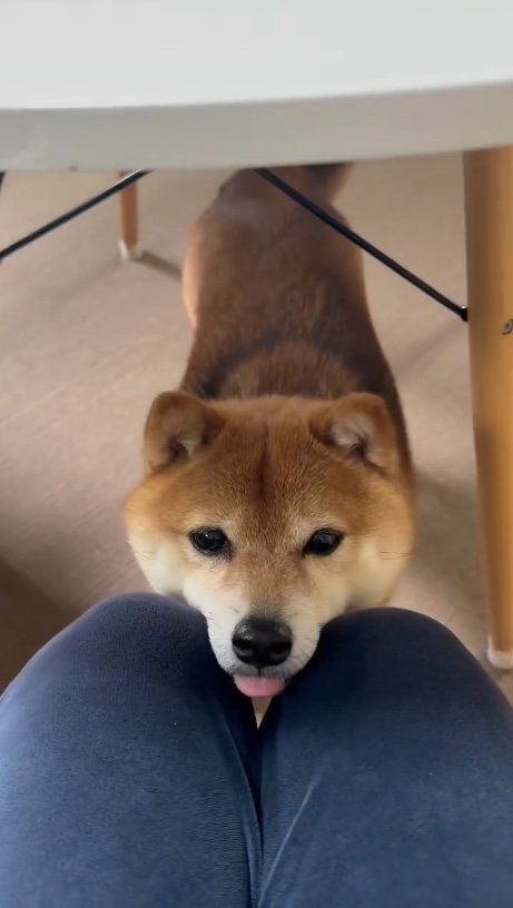 提供：Nerushibaさん