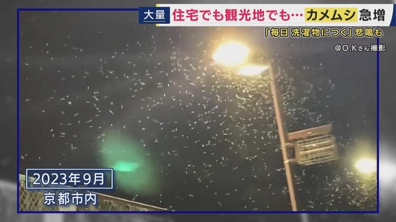 3年前の大量発に比べると”少ない”ものの…