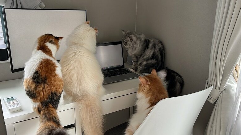 ネコハラ×4