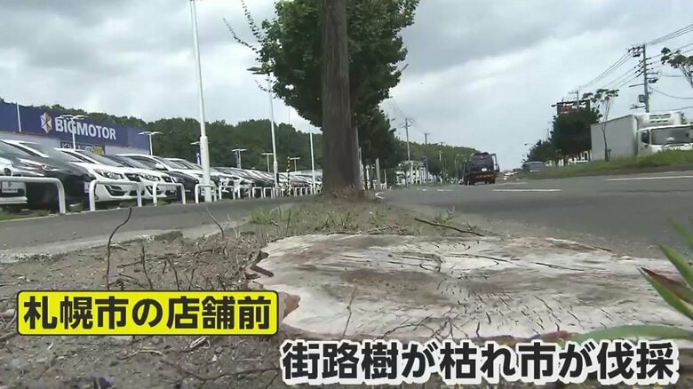 近くの道路沿いには草木が生えているが、店前にはほとんど見られない