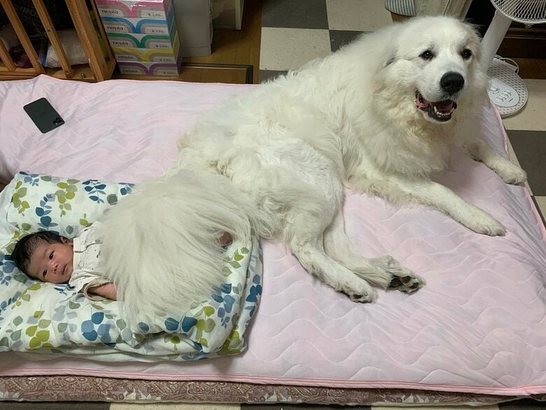 お布団の代わりに尻尾をかけてあげている